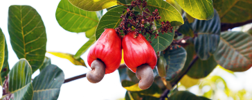 再生資源と天然素材を使用